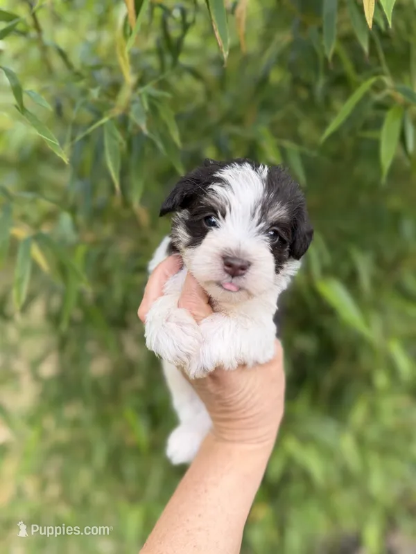 Estill , a male Miniature Schnauzer for sale in Glasgow, KY – 1 of 4