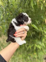 Estill , a male Miniature Schnauzer for sale in Glasgow, KY – 3 of 4