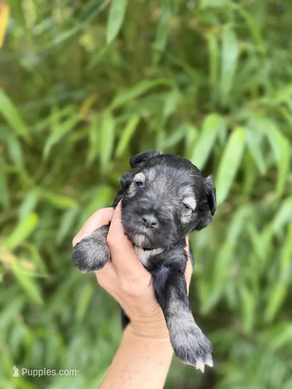 Ike Odell, a male Miniature Schnauzer for sale in Glasgow, KY – 1 of 4