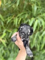 Ike Odell, a male Miniature Schnauzer for sale in Glasgow, KY – 1 of 4