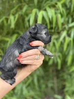 Ike Odell, a male Miniature Schnauzer for sale in Glasgow, KY – 2 of 4