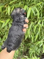 Ike Odell, a male Miniature Schnauzer for sale in Glasgow, KY – 3 of 4