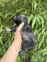 Ike Odell, a male Miniature Schnauzer for sale in Glasgow, KY – 4 of 4