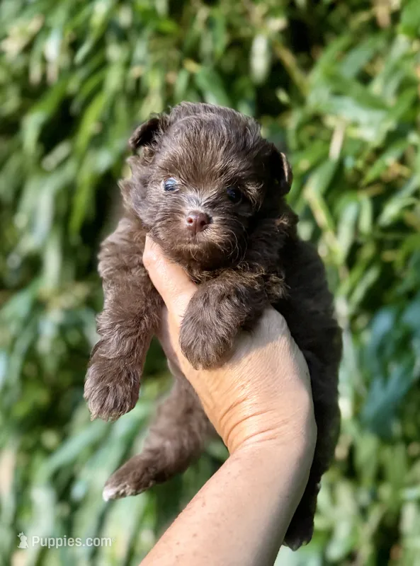 Banjo  – Pomapoo puppy for sale in Glasgow, KY
