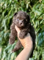 Banjo , a male Pomapoo for sale in Glasgow, KY – 1 of 2
