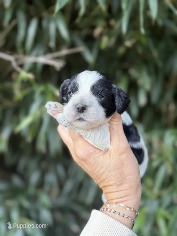 Paul – Cocker Spaniel puppy for sale in Glasgow, KY