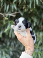Paul, a male Cocker Spaniel for sale in Glasgow, KY – 1 of 4