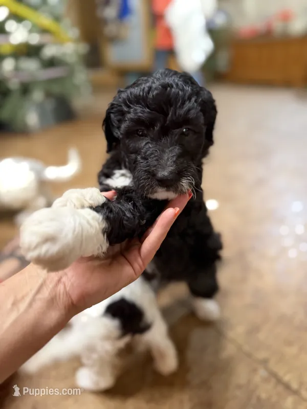 Fraser  – Aussiedoodle puppy for sale in Glasgow, KY