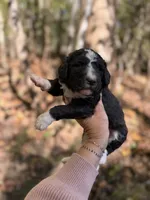 Fiona , a female Aussiedoodle for sale in Glasgow, KY – 1 of 4