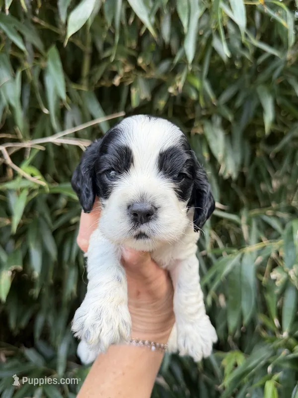 Paul – Cocker Spaniel puppy for sale in Glasgow, KY