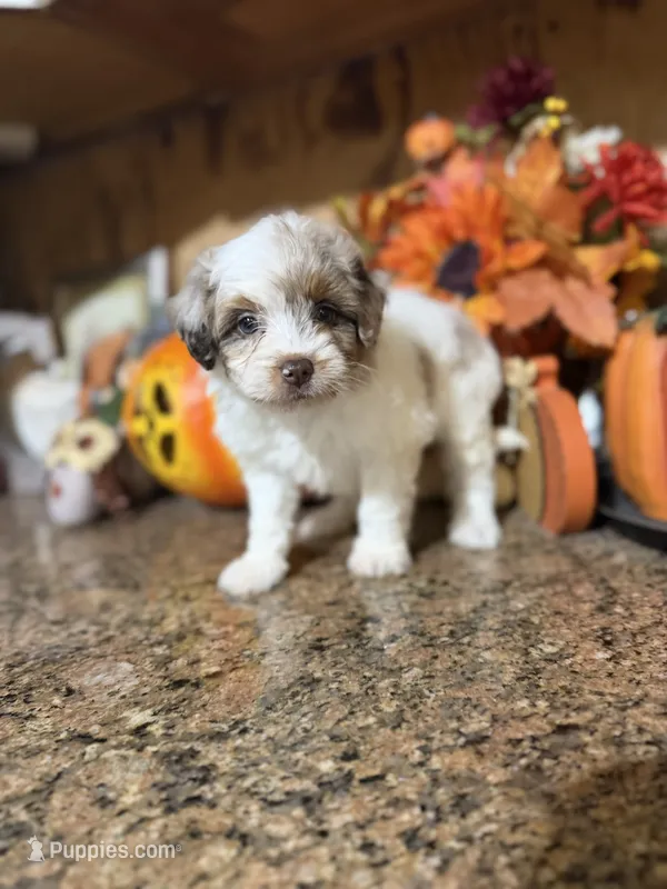 Tina  – Miniature Aussiedoodle puppy for sale in Glasgow, KY