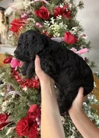 Trish , a male Goldendoodle for sale in Glasgow, KY – Photo 3 of 4