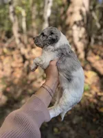 Floki , a male Aussiedoodle for sale in Glasgow, KY – 4 of 4
