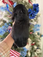 Espresso , a male Cocker Spaniel for sale in Glasgow, KY – 2 of 4