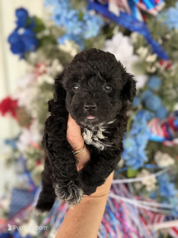 Beep – Cockapoo puppy for sale in Glasgow, KY