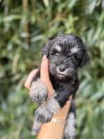Lorie , a female Miniature Schnauzer for sale in Glasgow, KY – 1 of 2