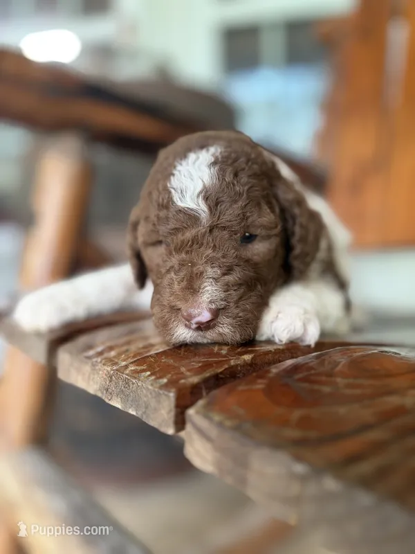 Fred – Aussiedoodle puppy for sale in Glasgow, KY