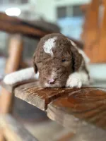 Fred, a male Aussiedoodle for sale in Glasgow, KY – 1 of 2
