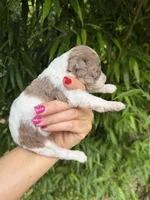 Verna , a female Cockapoo for sale in Glasgow, KY – 4 of 4