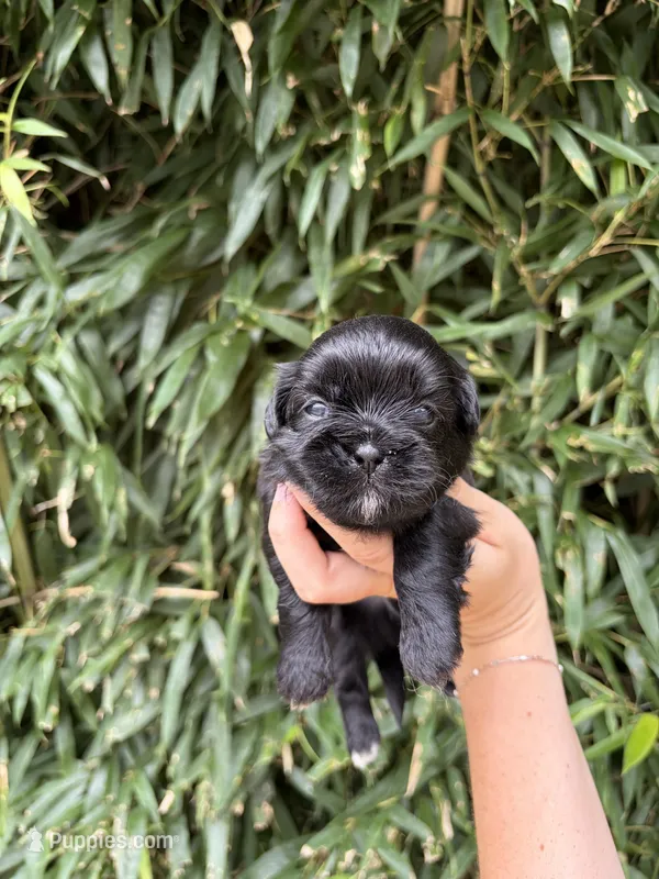 James  – Shih Tzu puppy for sale in Glasgow, KY