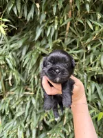 James , a male Shih Tzu for sale in Glasgow, KY – 1 of 2
