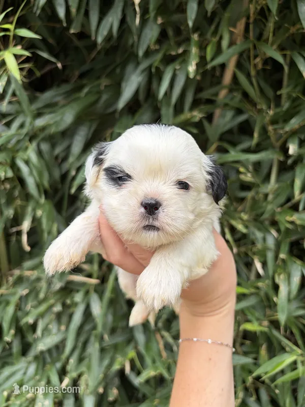 Jed – Shih Tzu puppy for sale in Glasgow, KY