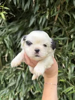 Jed, a male Shih Tzu for sale in Glasgow, KY – 1 of 2