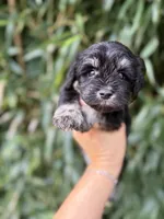 Laney , a female Miniature Schnauzer for sale in Glasgow, KY – 1 of 2