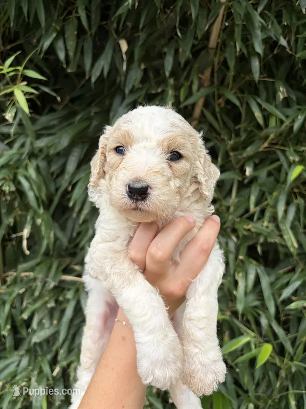 Sam  – Goldendoodle puppy for sale in Glasgow, KY