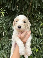 Sam , a male Goldendoodle for sale in Glasgow, KY – 1 of 2