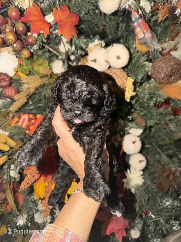 Beth – Cockapoo puppy for sale in Glasgow, KY