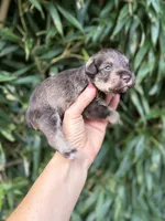 Mike , a male Miniature Schnauzer for sale in Glasgow, KY – 3 of 4