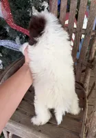 Phil, a male Pomapoo for sale in Glasgow, KY – 2 of 2