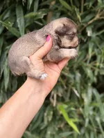 Minnie , a female Miniature Schnauzer for sale in Glasgow, KY – 3 of 4