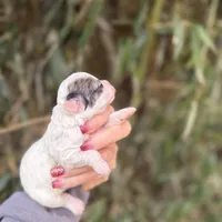 Lena , a female Poochon for sale in Glasgow, KY – Photo 2 of 4