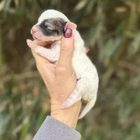 Lena , a female Poochon for sale in Glasgow, KY – Photo 3 of 4