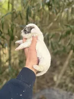 Lena , a female Poochon for sale in Glasgow, KY – Photo 2 of 4