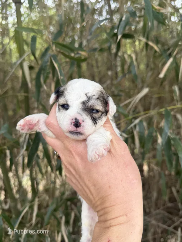 Lena  – Poochon puppy for sale in Glasgow, KY