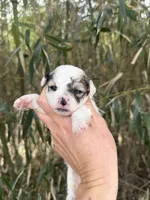 Lena , a female Poochon for sale in Glasgow, KY – Photo 1 of 4