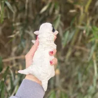 Lena , a female Poochon for sale in Glasgow, KY – Photo 4 of 4