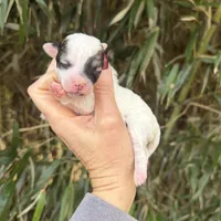 Lena , a female Poochon for sale in Glasgow, KY – Photo 1 of 4