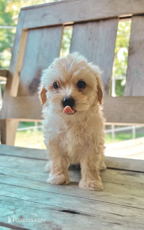 Tinker Bell  – Morkie puppy for sale in Glasgow, KY