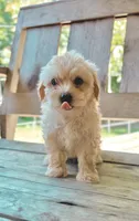 Tinker Bell , a female Morkie for sale in Glasgow, KY – 1 of 6