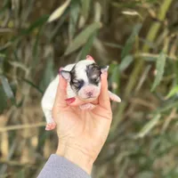 Lacy , a female Poochon for sale in Glasgow, KY – Photo 1 of 4