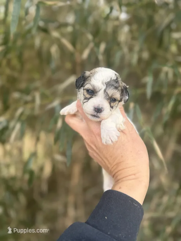 Lacy  – Poochon puppy for sale in Glasgow, KY