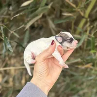 Lacy , a female Poochon for sale in Glasgow, KY – Photo 4 of 4