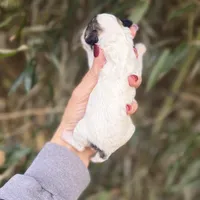 Lacy , a female Poochon for sale in Glasgow, KY – Photo 3 of 4