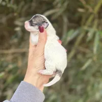 Lacy , a female Poochon for sale in Glasgow, KY – Photo 2 of 4