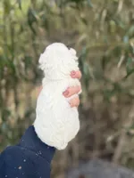 Lacy , a female Poochon for sale in Glasgow, KY – Photo 4 of 4