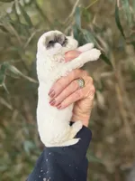 Lacy , a female Poochon for sale in Glasgow, KY – Photo 3 of 4